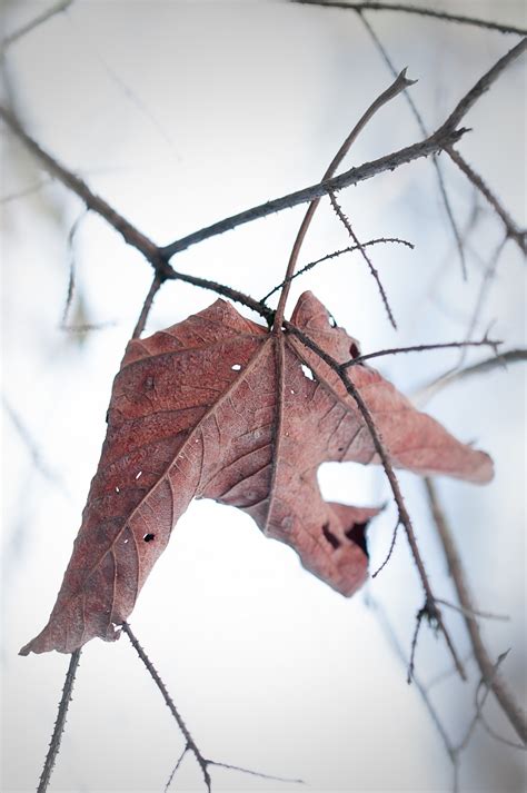 Free Images : nature, branch, winter, wing, fog, leaf, dry, brown, close, season, twig, leaves ...