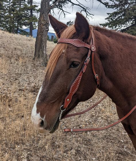 Western Bridle Studded - Outback Saddles