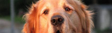 Pet Allergy - Are There Hypoallergenic Dog Breeds? | Official Golden Retriever