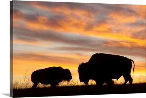 A silhouette of a herd of bison | Silhouette art, Online wall art ...