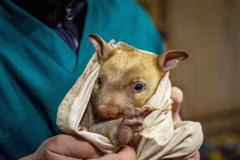 Wombat pouch microbes: protecting the young? - The Australian Museum Blog