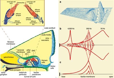 5 Radial section through the scala media of the mammalian cochlea.... | Download Scientific Diagram