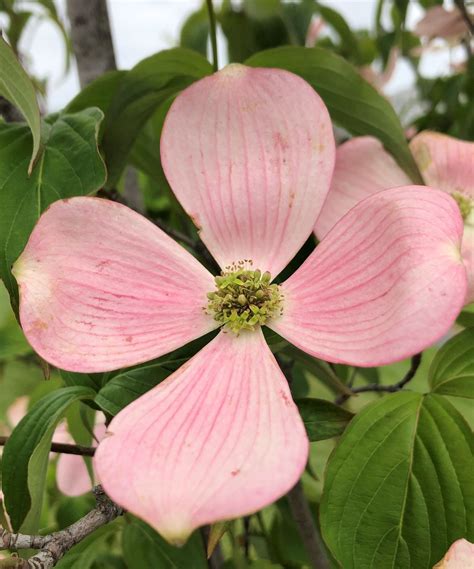 Buy Dogwood Trees Online | Shop Stadler Nurseries