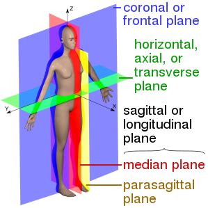 Anatomical terms of location - Wikipedia