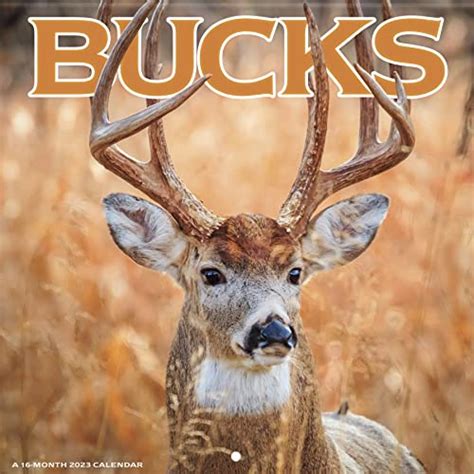 2023 Bucks Wall Calendar - Trends International: 9781438887357 - AbeBooks