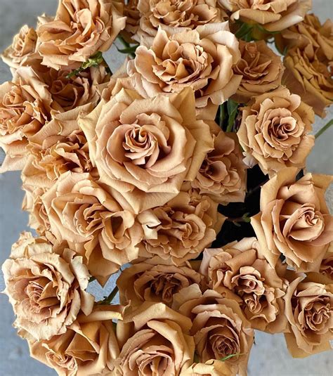 Why Toffee Roses Are the Most Popular Brown Rose