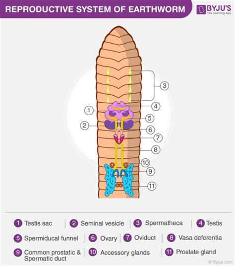 Earthworm - Morphology, Diagram and Anatomy of Earthworm