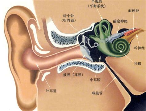 内耳的结构_前庭