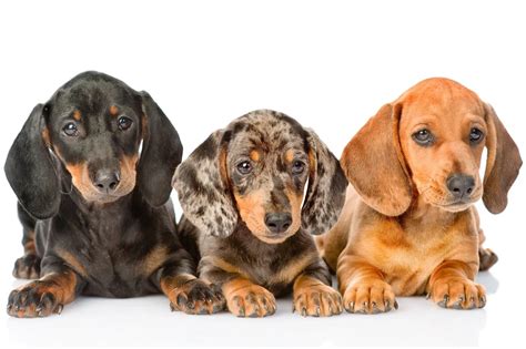 33+ Different Breeds Of Dachshund Dogs Image - Bleumoonproductions