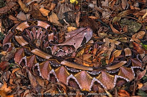 Gaboon Viper stock photo - Minden Pictures