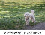 Mini French Poodle Puppy Free Stock Photo - Public Domain Pictures