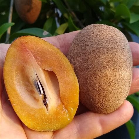 Dwarf sapodilla varieties – Florida Fruit Geek