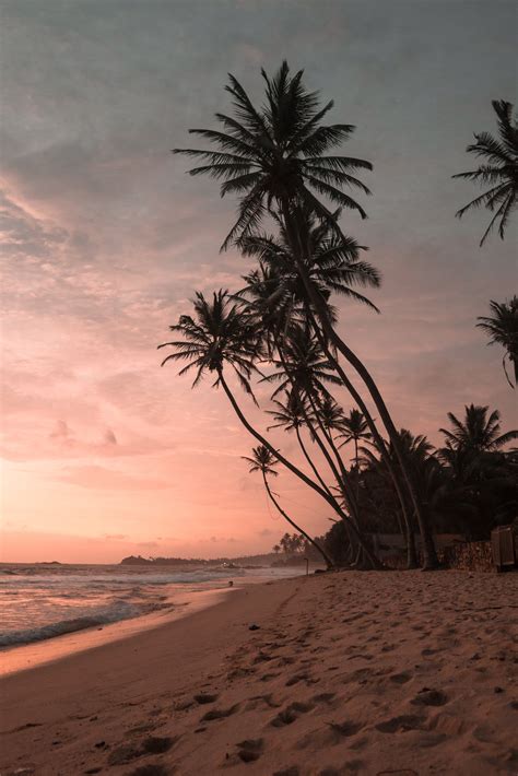 Pohon Pohon Palem Di Pantai · Foto Stok Gratis