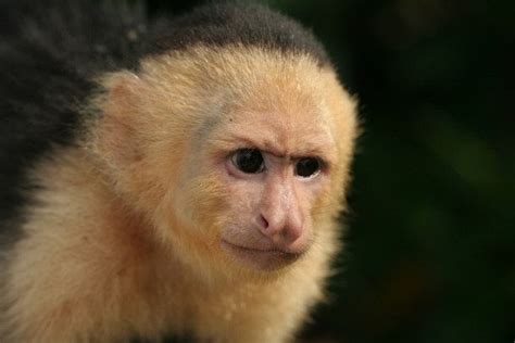 15 Odd And Interesting Facts about Monkeys | Fun facts, Facts, Animals