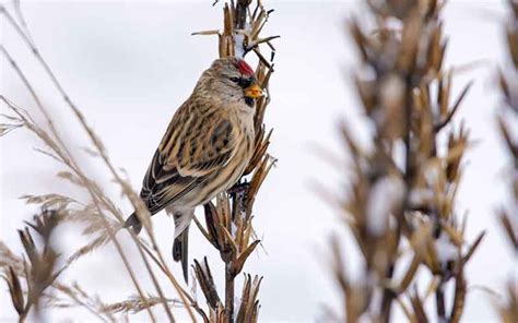 Common Redpoll | Bird Identification Guide | Bird Spot