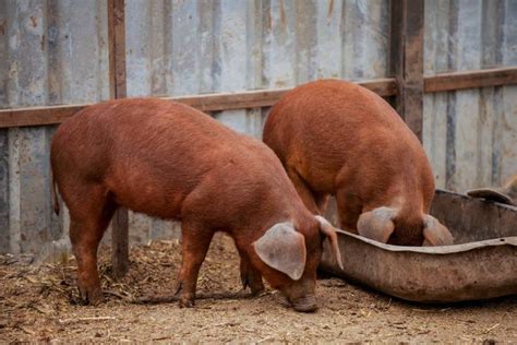 Duroc Pig: Is This Hardy and Fast-Growing Pig Right for You? in 2021 ...