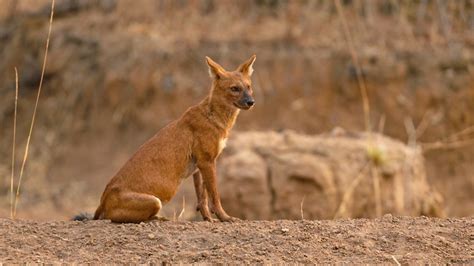 Dhole Fact Sheet | Blog | Nature | PBS