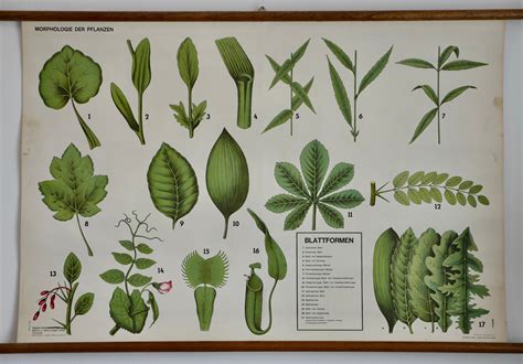 Vintage SHAPE of Leaf School Wall Chart Original Educational Chart - Etsy