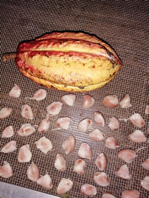 Buy live Cocoa Plant Seeds Cacao tree seed for Sale Fast SHIP TO USA - RuVi Green