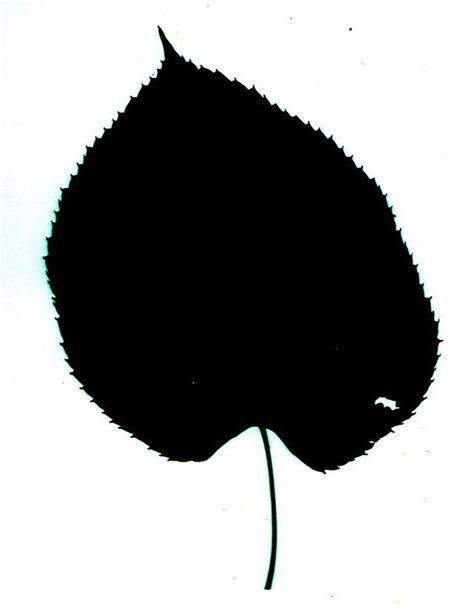 Clip art of Leaf Silhouette free image download