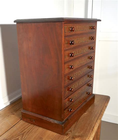 Natural History Collectors Filing Cabinet - Antiques Atlas