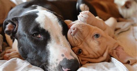 13 Pit Bull-Ruffic Instagram Accounts You Absolutely Must Follow | HuffPost Impact