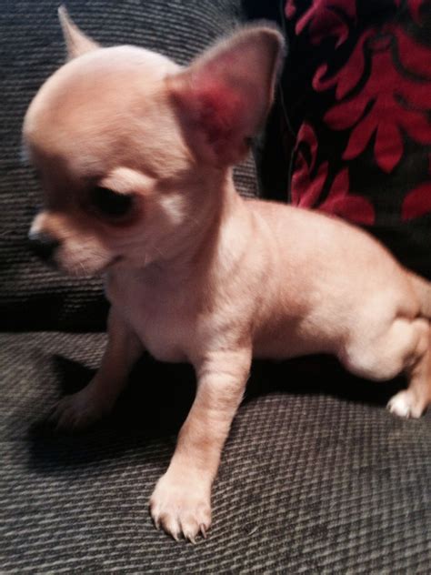 Free Chihuahua Puppies To Good Home - ohomesw