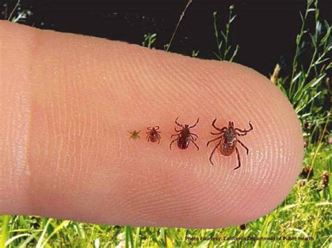 What kills seed ticks on your body?