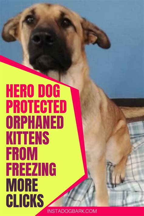 Hero Dogs Stories | Dog stories heartwarming, Dog stories, Dog rescue ...