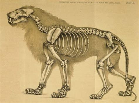 lion skeleton | 骨格と筋肉：動物 | Animal skeletons, Animal drawings, Cat anatomy