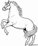 Horse Jumping Coloring Page  Free Printable Pages sketch template