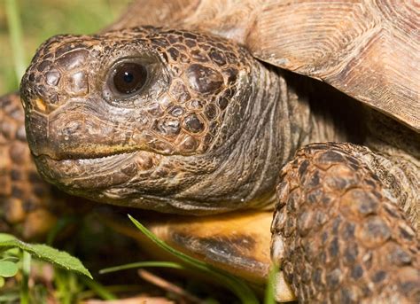Three Things You Need To Know About Tortoise Food - Reptiles Magazine