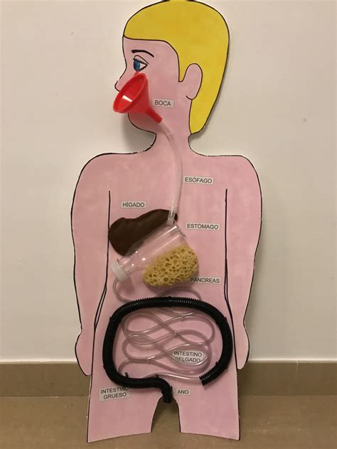 Explicación del sistema digestivo | Human body systems projects, Biology projects, Science ...