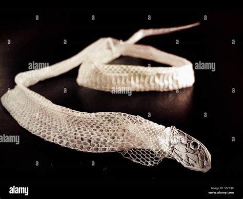 Snake skin shed hi-res stock photography and images - Alamy