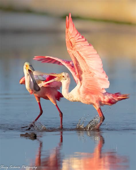 Roseate Spoonbill Bird Photography Florida Birds Beach - Etsy