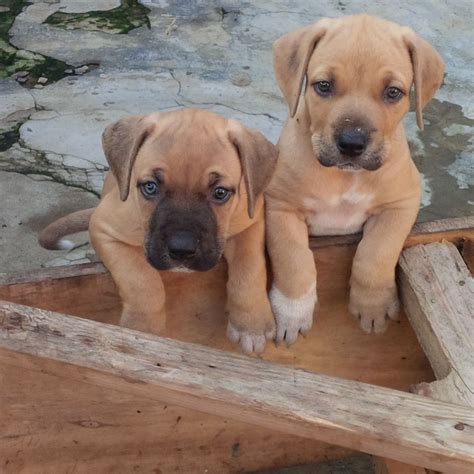 Boerboel Puppies - Pets - Nigeria