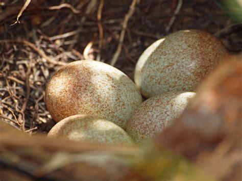 Brown Thrasher Nesting (Behavior, Eggs, Location) | Birdfact