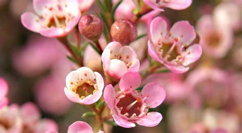 CHAMELAUCIUM fynbos • Lifestyle Home Garden