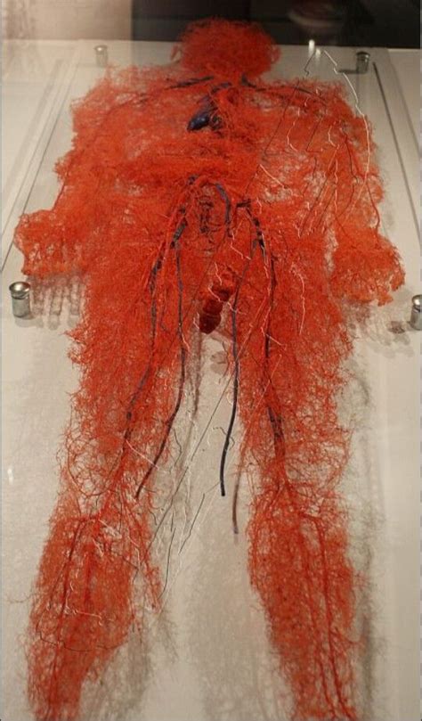 Human circulatory system | Human body exhibit, Human body, Bodies exhibit