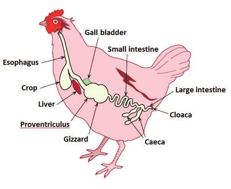 The digestive system of a bird. Source: agsciencelc.... | Download ...