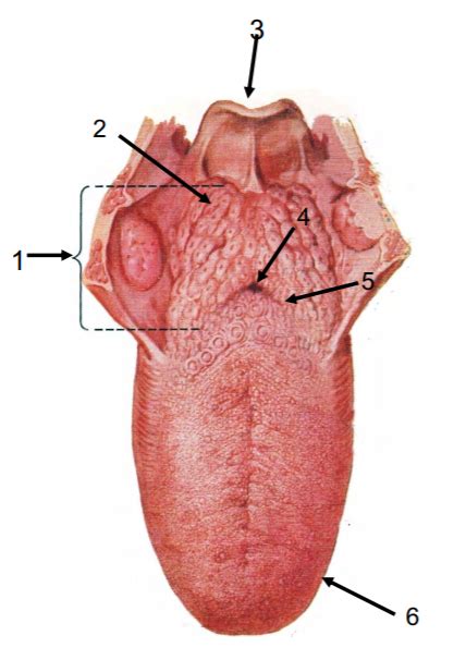 Tungans ytanatomi Diagram | Quizlet