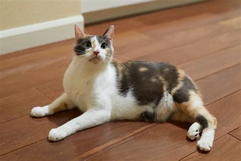 Calico Cats: Their Origin, Personality and Appearance | LaptrinhX / News