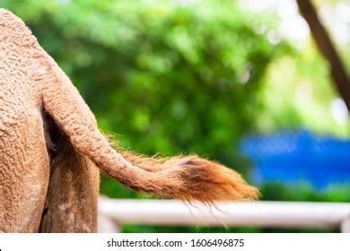 2,202 Camel Tail Royalty-Free Photos and Stock Images | Shutterstock