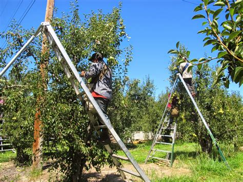 Pear Harvesting is Almost Over...Already - Munchie Musings