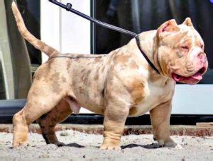 American Bully Merle Breed: Prices, Chocolate, Blue & MORE!