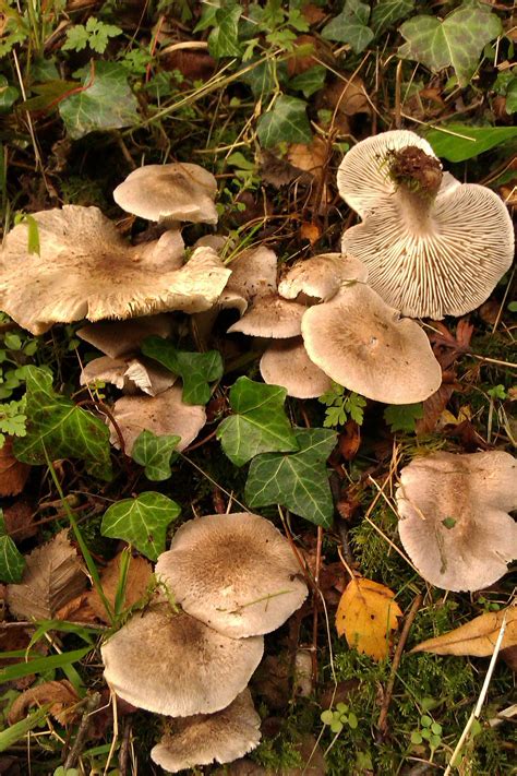 Wild Mushroom Identification Guide