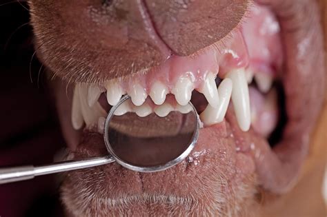 Dog Dental Care Guide - Pet Health - Tevra Pet - Pet Health