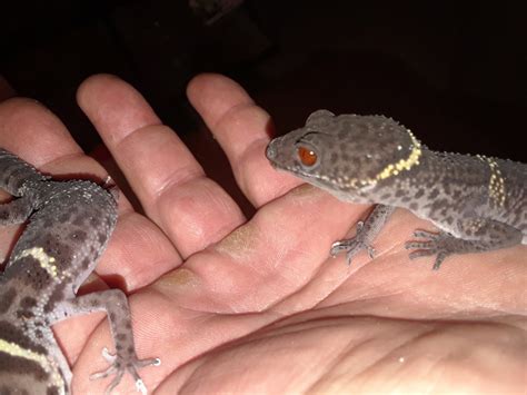 SOLD!! Breeding pair of Chinese cave geckos - FaunaClassifieds