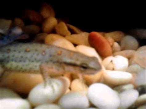 Eastern spotted newts feeding - YouTube