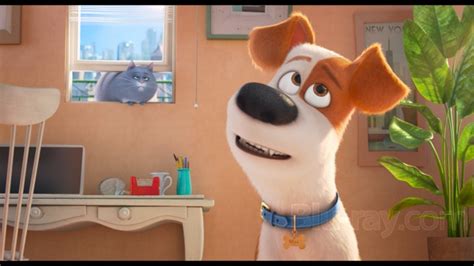 The Secret Life of Pets Blu-ray (Blu-ray + DVD + Digital HD)